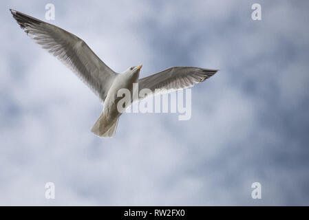 Goéland argenté avec des ailes de vol étendu. Banque D'Images