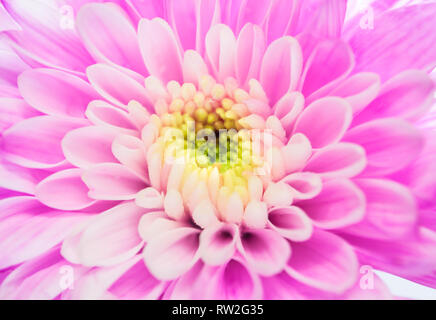 Fleur de chrysanthème Rose Close up, faible profondeur de champ Banque D'Images