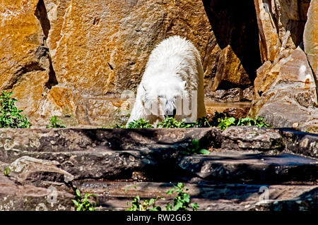 À l'ours du Zoo de Berlin ; Bären im Berliner Zoo (Knut, Gianna) Banque D'Images