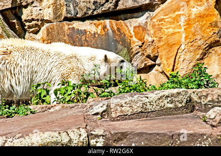 À l'ours du Zoo de Berlin ; Bären im Berliner Zoo (Knut, Gianna) Banque D'Images