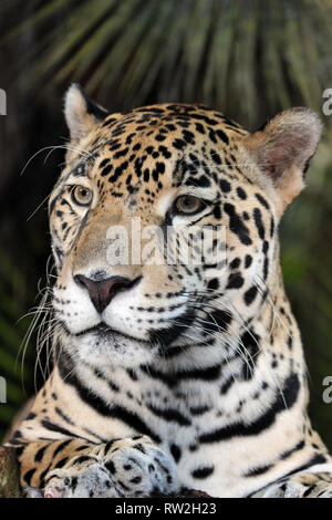 Jaguar Panthera onca Belize Banque D'Images