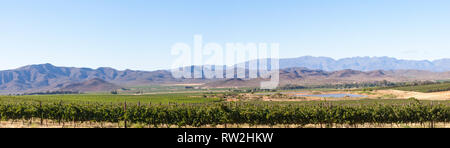 Robertson Wine Valley, Route 62, Breede River Valley, Western Cape Winelands, Afrique du Sud, les montagnes Langeberg, Panorama de vignobles et montagnes Banque D'Images