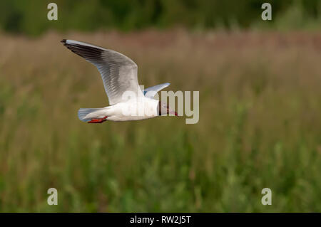 Mouette volant au-dessus d'une rivière en été Banque D'Images