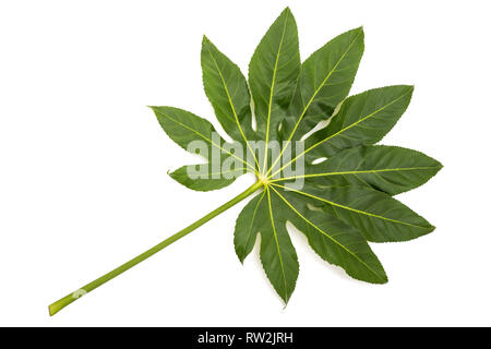 Fatsia japonica leaf isolé sur fond blanc Banque D'Images