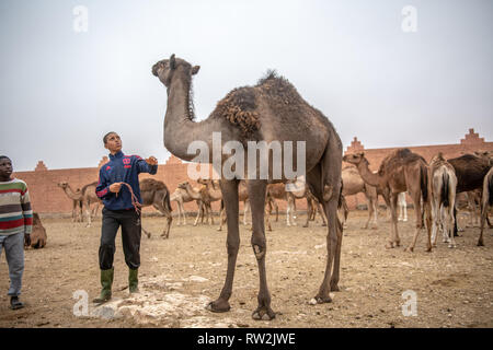 Deux jeunes garçons s'approchent d'un chameau (Camelus) avec curiosité, Guelmim Guelmim, province, Maroc. Banque D'Images