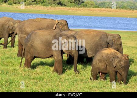 Le pâturage des éléphants dans le Parc National Minneriya, Habarana, Sri Lanka Banque D'Images