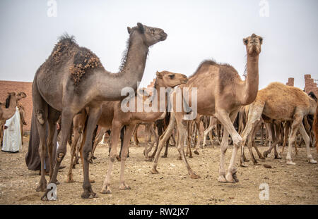 Des troupeaux de chameaux (Camelus) en attente d'une vente au marché aux chameaux, Guelmim Guelmim Guelmim, province, Maroc. Banque D'Images