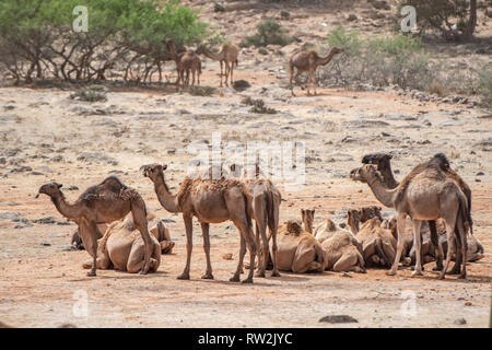 Des troupeaux de chameaux (Camelus) en attente d'une vente au marché aux chameaux, Guelmim Guelmim Guelmim, province, Maroc. Banque D'Images