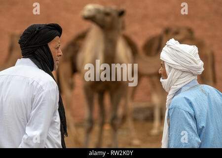 Deux hommes d'observer et d'échanger sur des chameaux (Camelus) en vente à la marché aux chameaux, Guelmim Guelmim Guelmim, province, Maroc. Banque D'Images