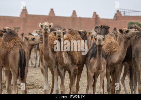 Des troupeaux de chameaux (Camelus) en attente d'une vente au marché aux chameaux, Guelmim Guelmim Guelmim, province, Maroc. Banque D'Images