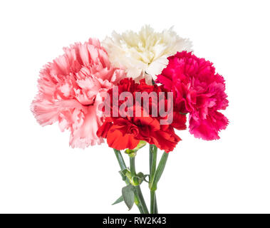 Bouquet d'oeillet isolé sur fond blanc Banque D'Images