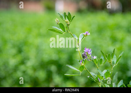Close-up de la floraison de la luzerne (Medicago sativa) récolte dans le champ, Oasis Tighmert, Maroc Banque D'Images