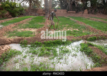 L'homme atteint d'hoe berbère dans la luzerne (Medicago sativa) terrain à côté de canal d'eau utilisée pour l'irrigation, Oasis Tighmert, Maroc Banque D'Images