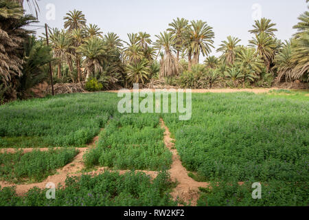 Aperçu de la luzerne (Medicago sativa) growing in field dans Oasis Tighmert, Maroc Banque D'Images