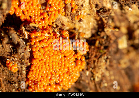 Creative photographie du gros point jaune (champignon Nectria peziza) entassés sur le côté du tronc d'arbre mort avec focus sélectif. Banque D'Images