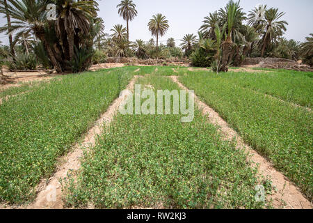 Aperçu de la luzerne (Medicago sativa) growing in field dans Oasis Tighmert, Maroc Banque D'Images