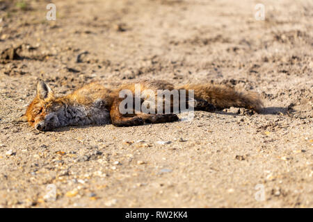 Photographie couleur avec focus sélectif de dead fox mature portant seul dans milieu de piste de gravier. Cause de décès inconnue. Banque D'Images