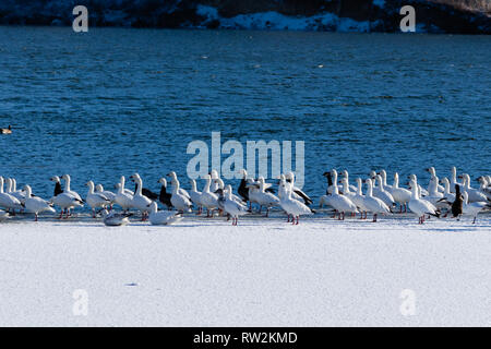 Un troupeau d'oies des neiges s'asseoir sur la partie gelée du lac Scott et se reposer avant de poursuivre leur migration, situé dans la région de Scott City, Kansas 2019 Banque D'Images