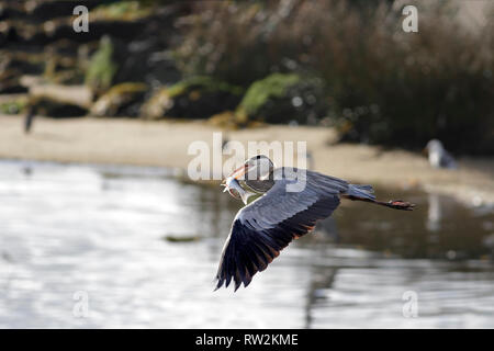 Voler avec un héron poissons fraîchement pêchés dans le bec. La frontière de la rivière Douro, Porto, Portugal. Banque D'Images