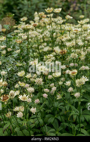 Astrantia en pleine floraison Banque D'Images