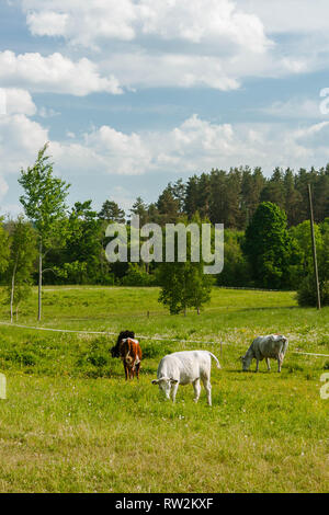Quatre vaches en pâturage sur une journée ensoleillée. Banque D'Images