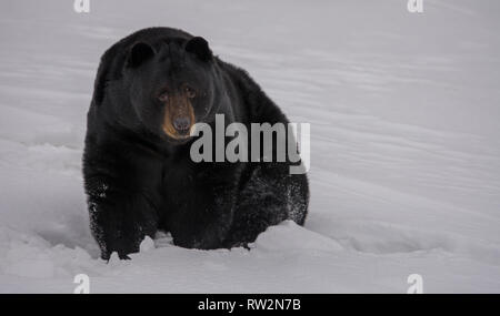 L'ours noir d'être pris dans la neige Banque D'Images