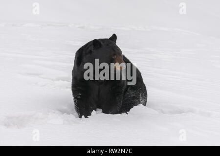 L'ours noir d'être pris dans la neige Banque D'Images