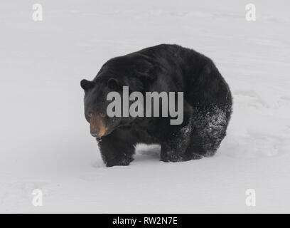 L'ours noir d'être pris dans la neige Banque D'Images