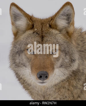 Coyote regardant la caméra dans l'hiver Banque D'Images