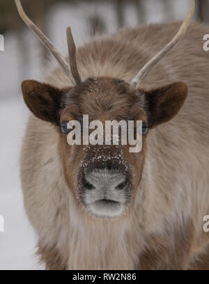 Portrait d'un caribou dans le nord du Canada Banque D'Images