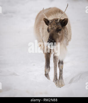 Portrait d'un caribou dans le nord du Canada Banque D'Images