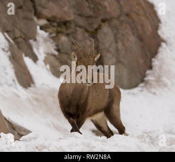 Jeune bouquetin sur un versant de montagne en hiver Banque D'Images