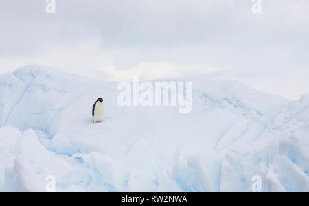 Adelie penguin sur un iceberg au large des côtes de la péninsule Antarctique Banque D'Images