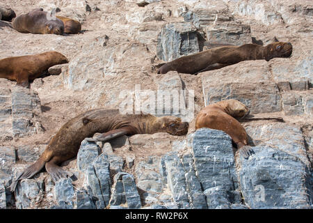 Otaries reposant sur des falaises en Patagoina, Argentine Banque D'Images