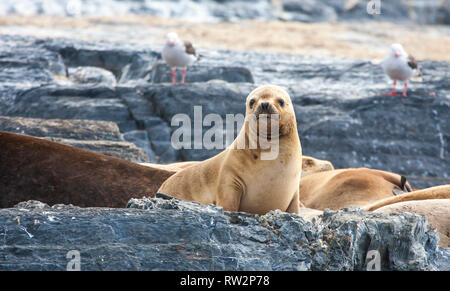 Otaries reposant sur des falaises en Patagoina, Argentine Banque D'Images