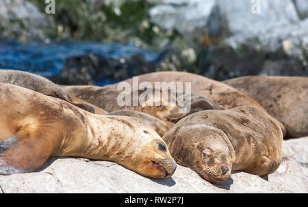 Otaries reposant sur des falaises en Patagoina, Argentine Banque D'Images