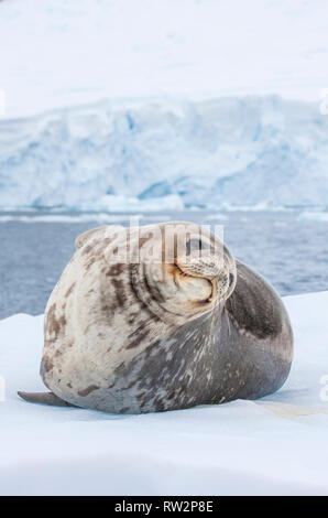 Phoque de Weddell en antarctique Banque D'Images