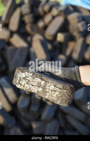 Échantillon de briquettes de tourbe dans la main, la production de carburants alternatifs, les matières premières Banque D'Images