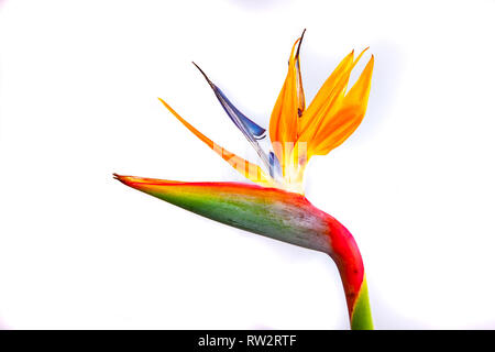 Fleurs Excotic photogrphed avec un fond blanc dans un studio. Banque D'Images