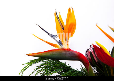 Fleurs Excotic photogrphed avec un fond blanc dans un studio. Banque D'Images