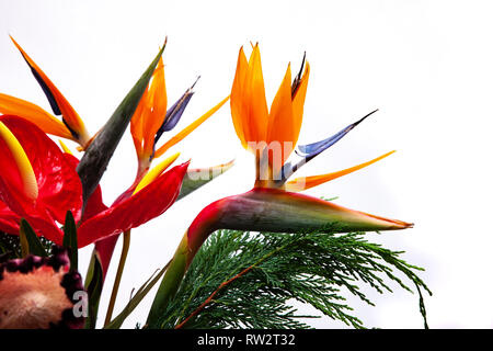 Fleurs Excotic photogrphed avec un fond blanc dans un studio. Banque D'Images