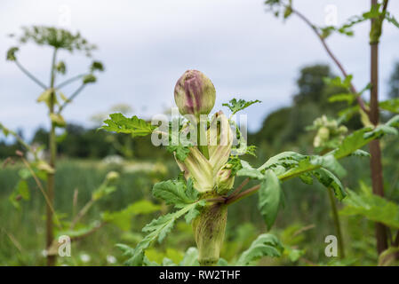 La floraison des plantes toxiques dangereuses Heracleum. Aussi connu comme La berce du Caucase ou berce laineuse. La sève d'elle provoque chez l'homme phytophotodermatitis, traditionnelles aboutissent à Banque D'Images