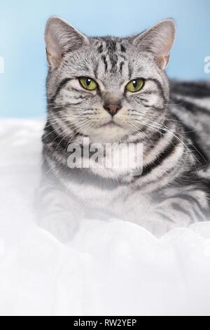 British Shorthair couché Banque D'Images