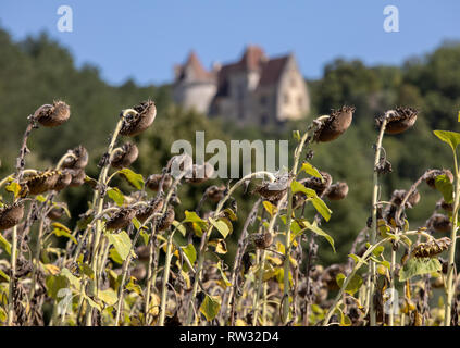 Domaine du séchage tournesol en vallée de Dordogne. France Banque D'Images