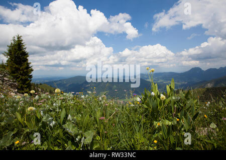 Panorama de montagne Brecherspitze, Bavière, Allemagne en été Banque D'Images