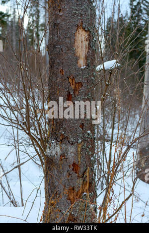 Dommages sur l'arbre après l'épinette (Ips typographus) Banque D'Images