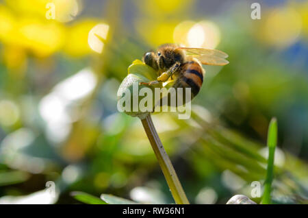 Abeille recueille le pollen de la fleur. Un plan macro. Une petite abeille recueille le pollen sur une fleur. Banque D'Images