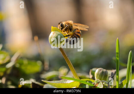 Abeille recueille le pollen de la fleur. Un plan macro. Une petite abeille recueille le pollen sur une fleur. Banque D'Images