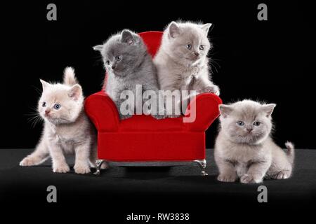 Chaton British Shorthair Banque D'Images