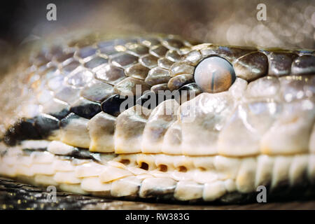 Photo en gros plan des matières dangereuses grandi python Banque D'Images